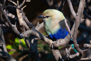 Blue-bellied Roller (Coracias cyanogaster) bird