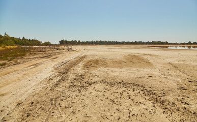 Dried Branches on Barren Land