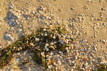 Seashells and Seaweed on Sandy Beach