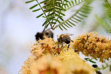 a bee walking over yellow tree flowers
