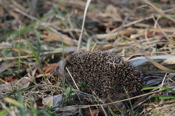 Wild European hedgehog in a grass in early spring. Hedgehog (Scientific name: Erinaceus Europaeus)...