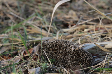 Wild European hedgehog in a grass in early spring. Hedgehog (Scientific name: Erinaceus Europaeus) close up of a wild, native, European hedgehog, facing right in natural garden habitat on green grass  © TomKorcak