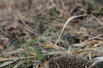 Wild European hedgehog in a grass in early spring. Hedgehog (Scientific name: Erinaceus Europaeus) close up of a wild, native, European hedgehog, facing right in natural garden habitat on green grass  © TomKorcak