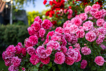Beautiful pink roses on a background of green leaves. In this enchanting video, you'll be captivated by the mesmerizing beauty of delicate pink roses in full bloom.