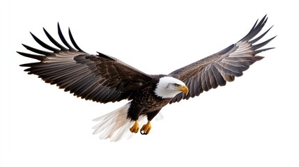 Naklejka premium Majestic Bald Eagle in Flight