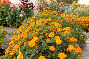 Yellow garden flowers bloom in a flower bed in late summer. Large beautiful flower bed design. Close-up