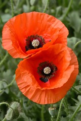 Fototapeta premium Stunning Closeup of Two Vibrant Red Poppies