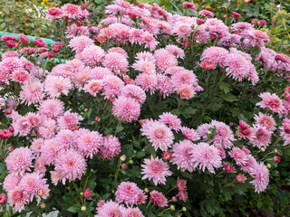 Obraz premium Garden flowers of lilac color bloom in a flowerbed in late summer. Large beautiful flowerbed design. Warm summer evening. Close-up