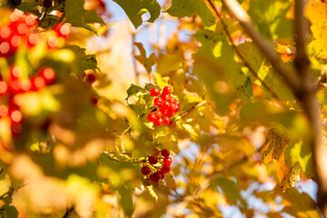 Bright red berries among colorful autumn leaves. Vibrant autumn nature scene. Close-up, perfect for seasonal content.