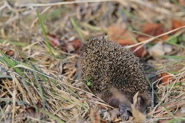 Wild European hedgehog in a grass in early spring. Hedgehog (Scientific name: Erinaceus Europaeus)...