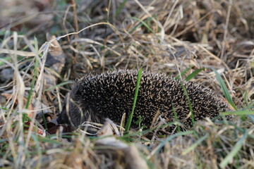 Wild European hedgehog in a grass in early spring. Hedgehog (Scientific name: Erinaceus Europaeus) close up of a wild, native, European hedgehog, facing right in natural garden habitat on green grass  © TomKorcak