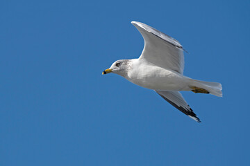 Ring-Billed Gull soaring in a clear blue sky.
