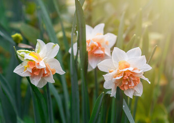 Naklejka premium Yellow and white narcissus flowers bloom in spring. Fresh daffodils. Blooming narcissus in the garden. Spring background with beautiful daffodils.