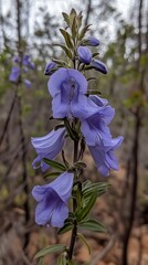Stunning Purple Wildflowers Blooming in Nature