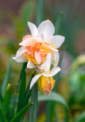 Beautiful yellow and white daffodils bloom in the garden. Two daffodil flowers close-up.