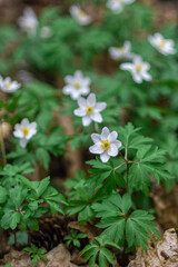 White anemone flowers in the forest. Primroses