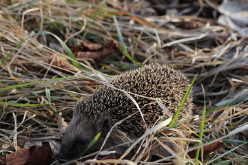 Wild European hedgehog in a grass in early spring. Hedgehog (Scientific name: Erinaceus Europaeus) close up of a wild, native, European hedgehog, facing right in natural garden habitat on green grass  © TomKorcak