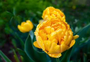 Beautiful large yellow tulips on a green background. Grade Golden Dukat. Spring. Holiday, March 8, women's day. Large and rare varieties of tulips