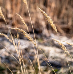 Fototapeta premium dry grass in the wind