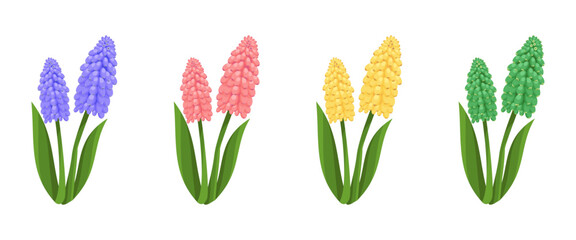 Set of muscari flowers, vector, on transparent background