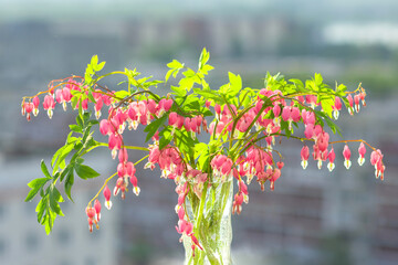 Beautiful pink heart shaped flowers broken heart with pale green leaves, this flowers Dicentra spectabilis can be grown in your own garden.