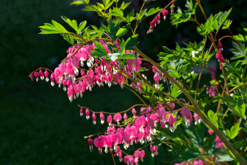 Flower broken heart Lamprocapnos Spectabilis (Bleeding Heart). Heart-shaped flowers hanging on a...