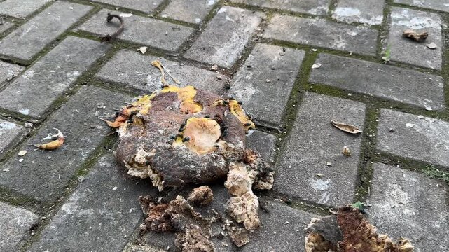 An overripe breadfruit falls from a tree, landing on the pavement and turning mushy. Swarmed by flies, the decaying fruit becomes a close-up focus of the camera.