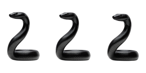 Pack Black Cobra set against transparent background for Wildlife Illustration, Exotic Reptile Studies, or Danger Symbolism Projects