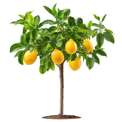 Lemon Tree with Ripe Yellow Lemons Vibrant Green Leaves