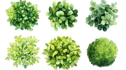 Fototapeta premium Watercolor Paintings of Different Types of Green Plants