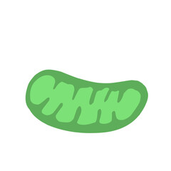 mitochondria
