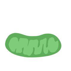 mitochondria