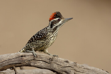 Striped woodpecker (Veniliornis lignarius) perched on a fallen tree