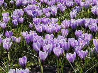 Lilafarbene Krokuswiese