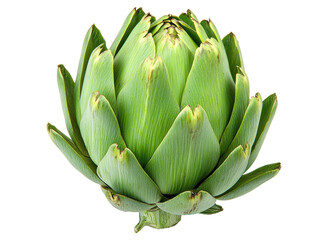 Isolated Fresh Artichoke