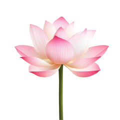 Fototapeta premium Pink Lotus Flower Blossom Nature Beauty Serenity Peace