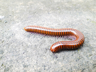 Millipedes on a concrete floor, Millipedes are an order of invertebrates belonging to the phylum Arthropoda, class Myriapoda.