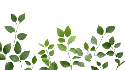 Obraz premium Elegant green foliage with varying leaf shapes and sizes on a black background, showcasing nature's beauty.
