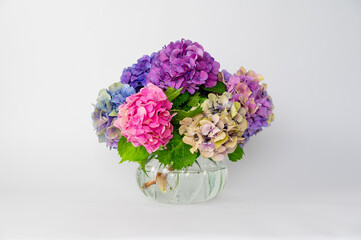 Colourful hydrangeas in glass vase