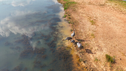 Sarus Crane from thailand. Thai bird. Sarus crane in Thailand. Antigone antigone.