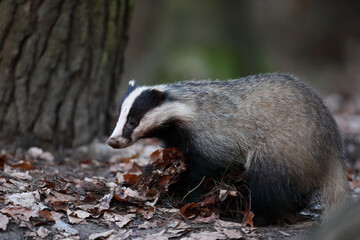 Borsuk (Meles) badger © Bartosz Rakoczy