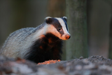 Borsuk (Meles) badger © Bartosz Rakoczy