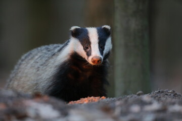 Borsuk (Meles) badger © Bartosz Rakoczy