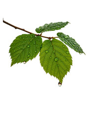 Fototapeta premium Close-up of a branch with three vibrant green leaves, glistening with water droplets