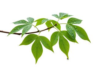 Fototapeta premium Close-up of a branch with vibrant green leaves covered in glistening water droplets