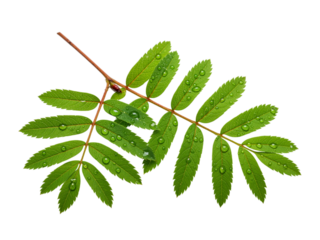 A close-up, high-quality image of a branch of rowan leaves, vibrant green and covered in tiny water droplets