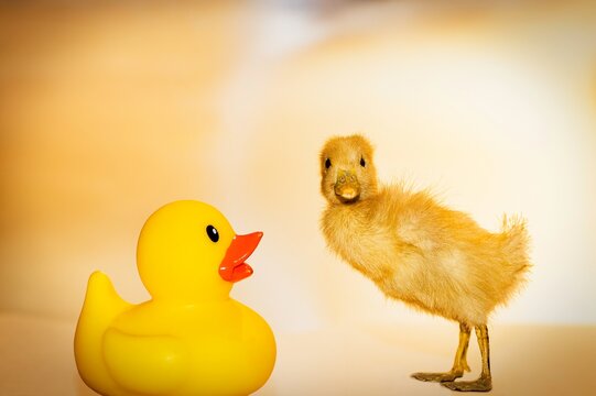 rubber duck and duckling