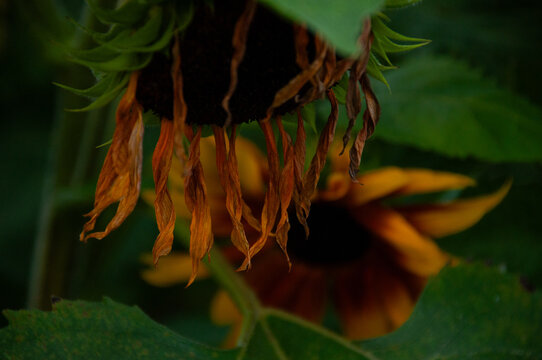A close-up shot of a wilting sunflower set within a vibrant green backdrop, capturing the transition of seasons in nature along with the beauty of natural decay and life's impermanence.