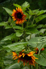 A close-up of vibrant red, orange and yellow sunflowers with one leaning over, amidst lush greenery...