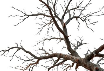 Obraz premium Isolated tree branches against a pure white backdrop, showcasing intricate textures and natural forms, forest, simple